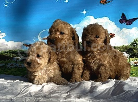 Show Kalite Maltipoo Yavrular görsel
