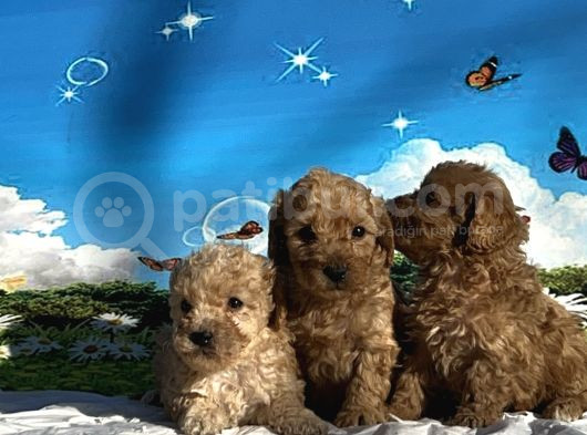 Show Kalite Maltipoo Yavrular görsel