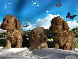 Show Kalite Maltipoo Yavrular