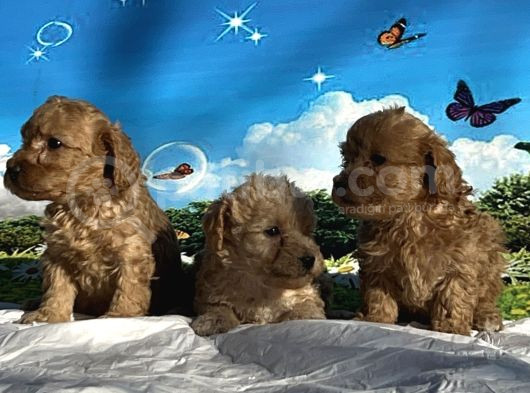 Show Kalite Maltipoo Yavrular görsel