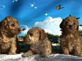 Show Kalite Maltipoo Yavrular