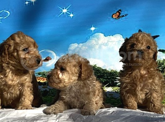 Show Kalite Maltipoo Yavrular görsel