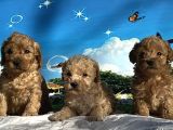 Show Kalite Maltipoo Yavrular