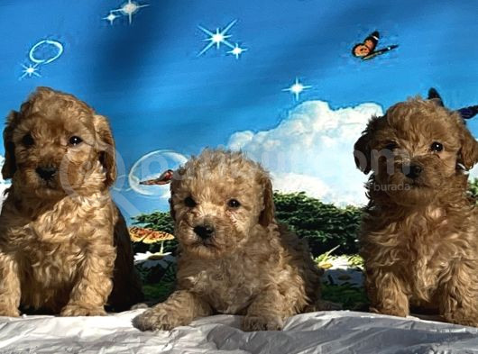 Show Kalite Maltipoo Yavrular görsel