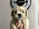 Malti̇poo Yavrulari Irk Ve Sağlik Garanti̇li̇