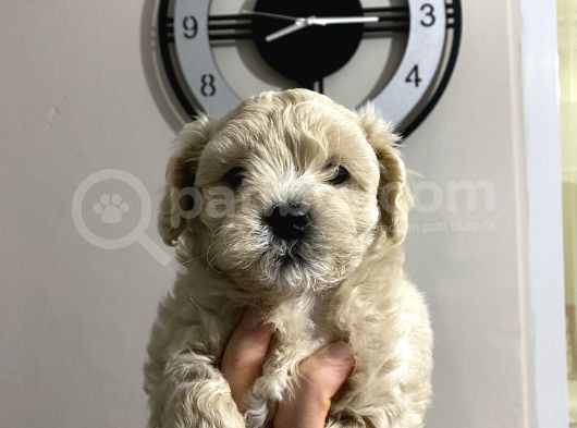 Malti̇poo Yavrulari Irk Ve Sağlik Garanti̇li̇ görsel