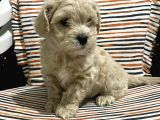 Malti̇poo Yavrulari Irk Ve Sağlik Garanti̇li̇