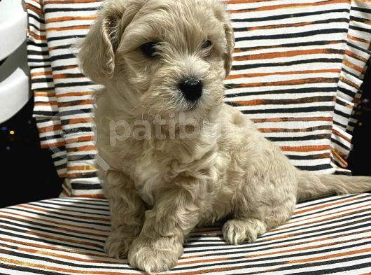 Malti̇poo Yavrulari Irk Ve Sağlik Garanti̇li̇ görsel