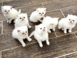 DİŞİ-ERKEK OYUNCU İRAN KEDİLERİ