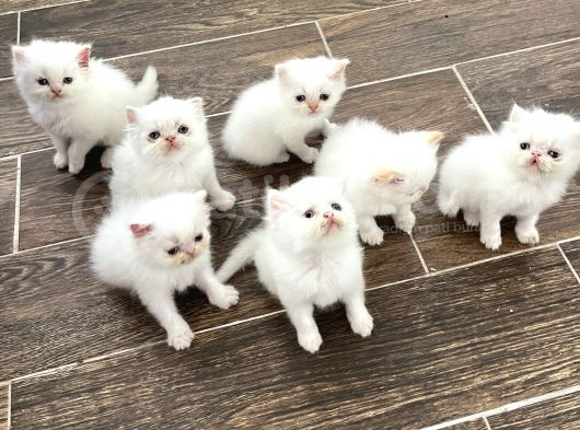 Di̇şi̇-Erkek Oyuncu İran Kedi̇leri̇