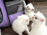 Di̇şi̇-Erkek Oyuncu İran Kedi̇leri̇
