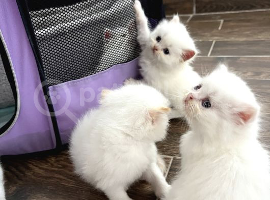 Di̇şi̇-Erkek Oyuncu İran Kedi̇leri̇ görsel