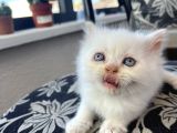 Di̇şi̇-Erkek Oyuncu İran Kedi̇leri̇