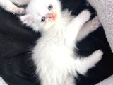 Di̇şi̇-Erkek Oyuncu İran Kedi̇leri̇