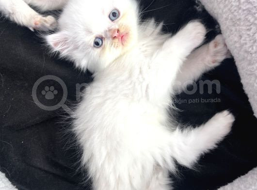 Di̇şi̇-Erkek Oyuncu İran Kedi̇leri̇ görsel