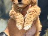 Petmode Köpek Çifrtliğinde Ziyarete Açık F1 Maltipoo