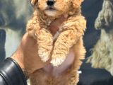 Petmode Köpek Çifrtliğinde Ziyarete Açık F1 Maltipoo