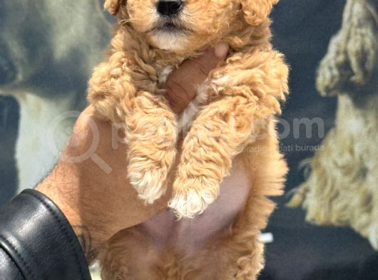 Petmode Köpek Çifrtliğinde Ziyarete Açık F1 Maltipoo görsel