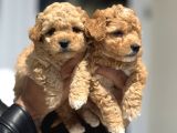 Petmode Köpek Çifrtliğinde Ziyarete Açık F1 Maltipoo