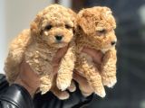 Petmode Köpek Çifrtliğinde Ziyarete Açık F1 Maltipoo