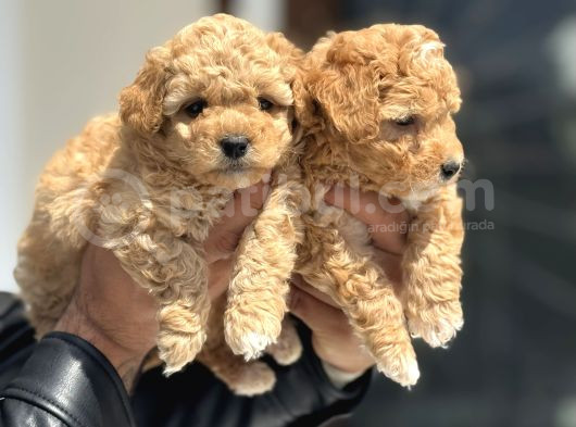 Petmode Köpek Çifrtliğinde Ziyarete Açık F1 Maltipoo görsel