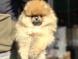 Petmode Köpek Çifrtliğinden teddy pomeranian yavrular