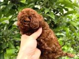 En Özeli̇ En Güzeli̇  Yavrular Poodle