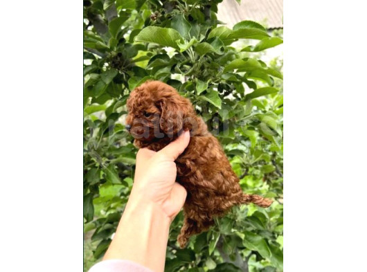 En Özeli̇ En Güzeli̇  Yavrular Poodle görsel