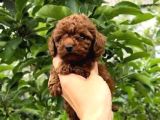 En Özeli̇ En Güzeli̇  Yavrular Poodle