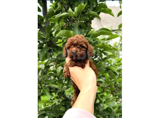 En Özeli̇ En Güzeli̇  Yavrular Poodle görsel