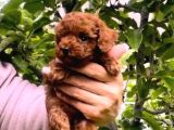 En Özeli̇ En Güzeli̇  Yavrular Poodle
