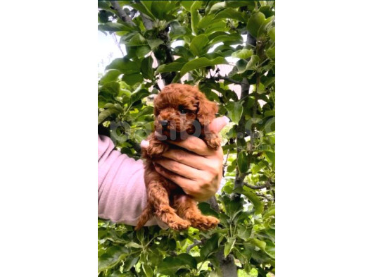 En Özeli̇ En Güzeli̇  Yavrular Poodle görsel