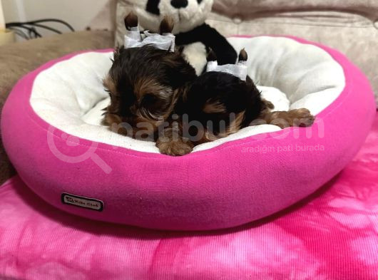 Tea Cup Show Kali̇te Yorkshi̇re Terri̇er görsel