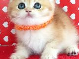 Show Kalite Ny12 Golden British Shorthair Yavrular