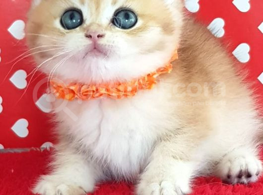 Show Kalite Ny12 Golden British Shorthair Yavrular görsel