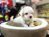 BİBLO GÜZELLİĞİNDE BEMBEYAZ TEACUP MALTİPOO