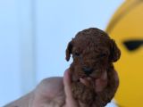 Mükemmel Poodle Bebişler Yasal Çiftlikten