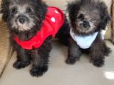 Toy Poodle