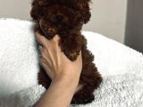Petmode Köpek Çifrtliğinden Tea Cup Kore Poodle