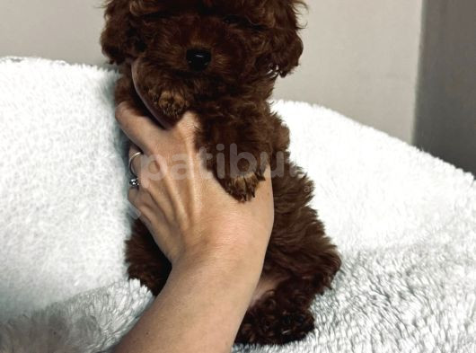 Petmode Köpek Çifrtliğinden Tea Cup Kore Poodle görsel