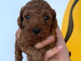 Mükemmel Poodle Bebişler Yasal Çiftlikten