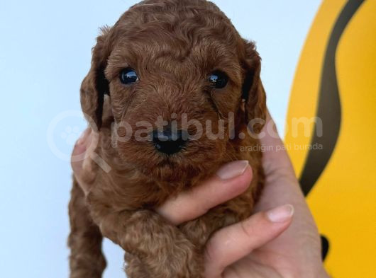 Mükemmel Poodle Bebişler Yasal Çiftlikten