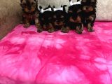 TEA CUP SHOW KALİTE YORKSHİRE TERRİER