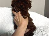 Petmode Köpek Çifrtliğinden Tea Cup Kore Poodle