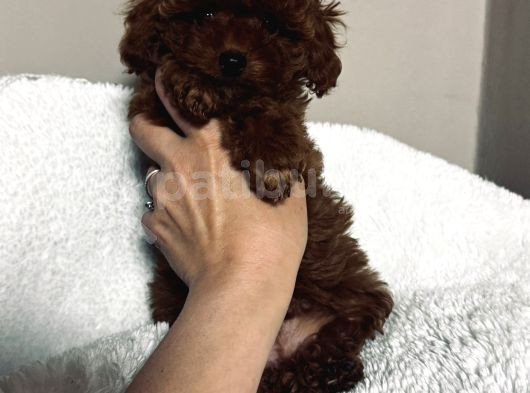 Petmode Köpek Çifrtliğinden Tea Cup Kore Poodle görsel