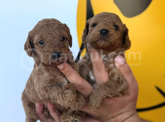 Mükemmel Poodle Bebişler Yasal Çiftlikten görsel