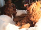 Petmode Köpek Çifrtliğinden Tea Cup Kore Poodle