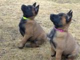 show Kalite Belçika Kurdu Malinois yavrular