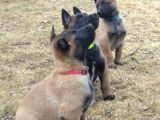 Show Kalite Belçika Kurdu Malinois Yavrular