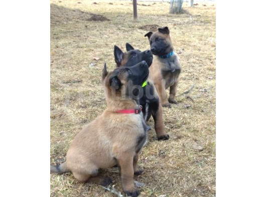 Show Kalite Belçika Kurdu Malinois Yavrular görsel